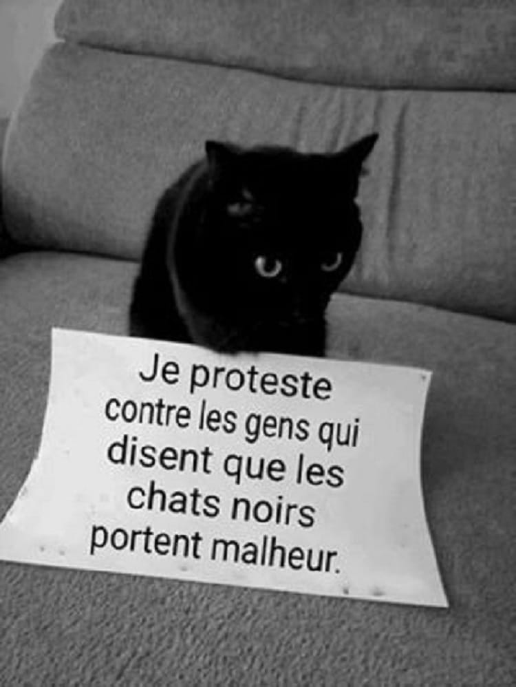 Les Chats Noirs Portent Malheur Archives Humour France Fr