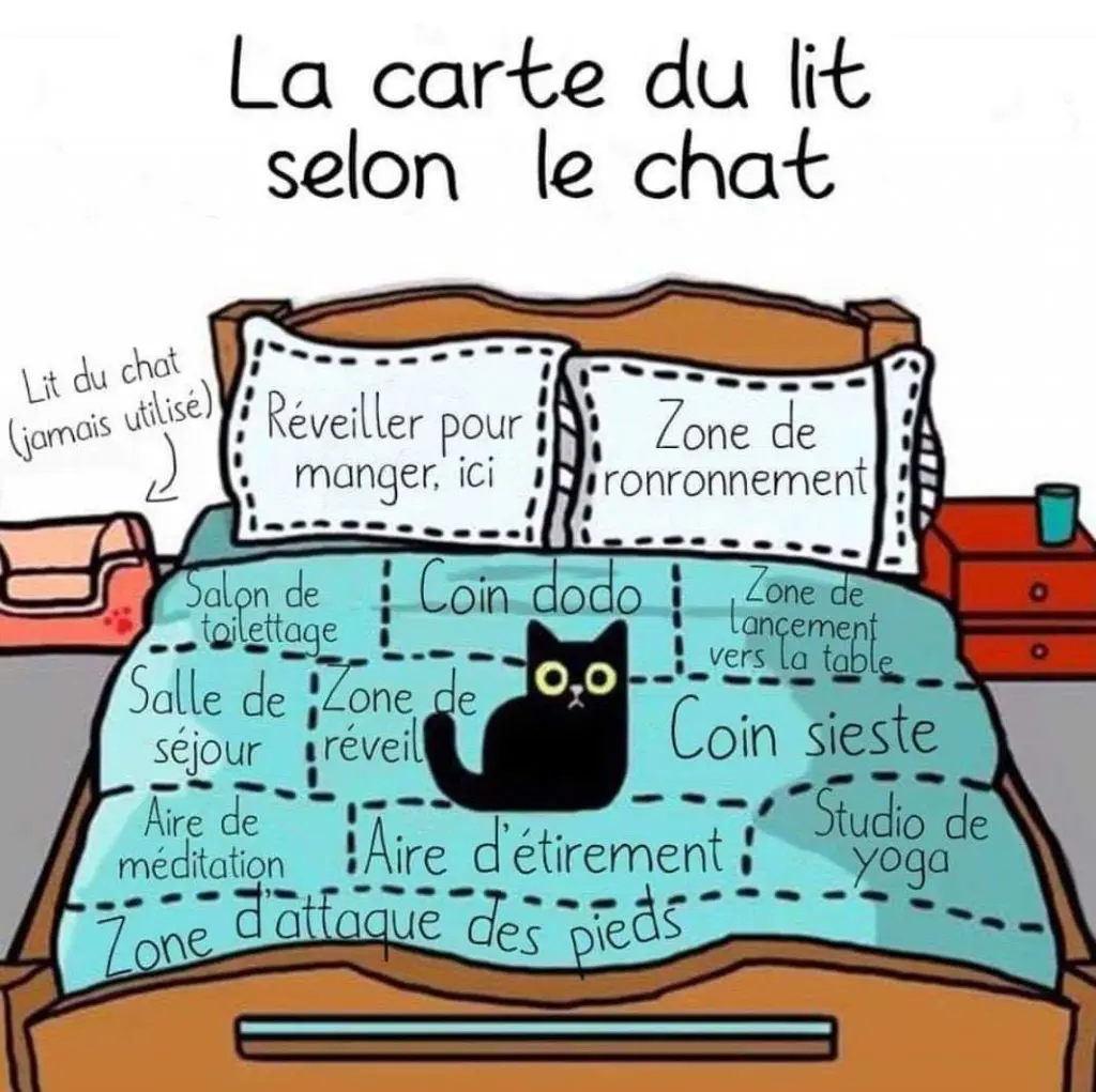 La Carte Du Lit Selon Le Chat Humour France Fr