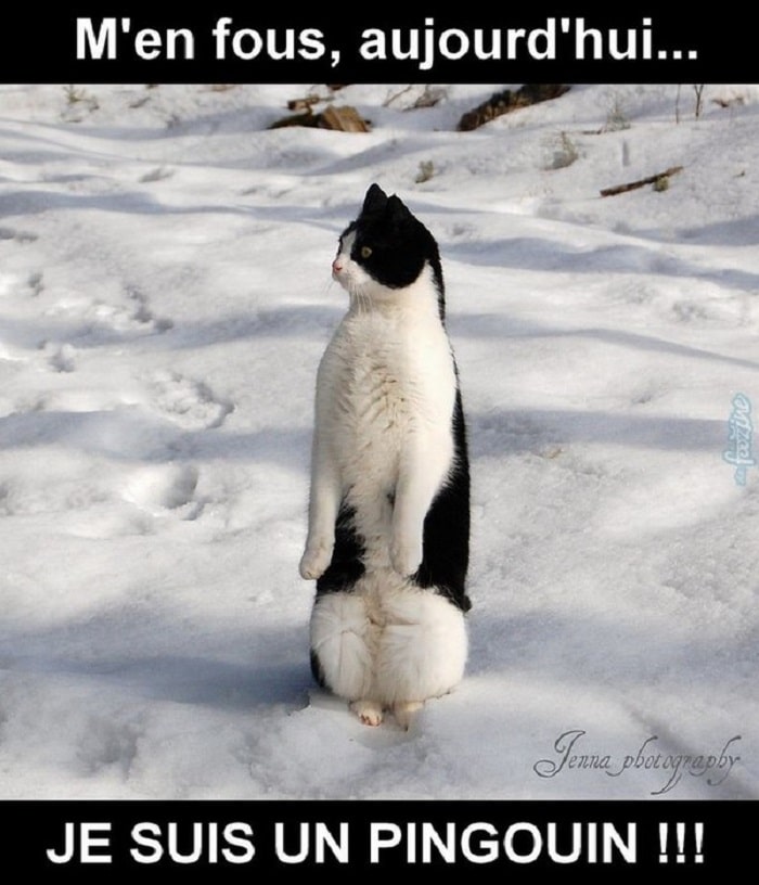M'en fous, aujourd'hui... Je suis un pingouin !!!