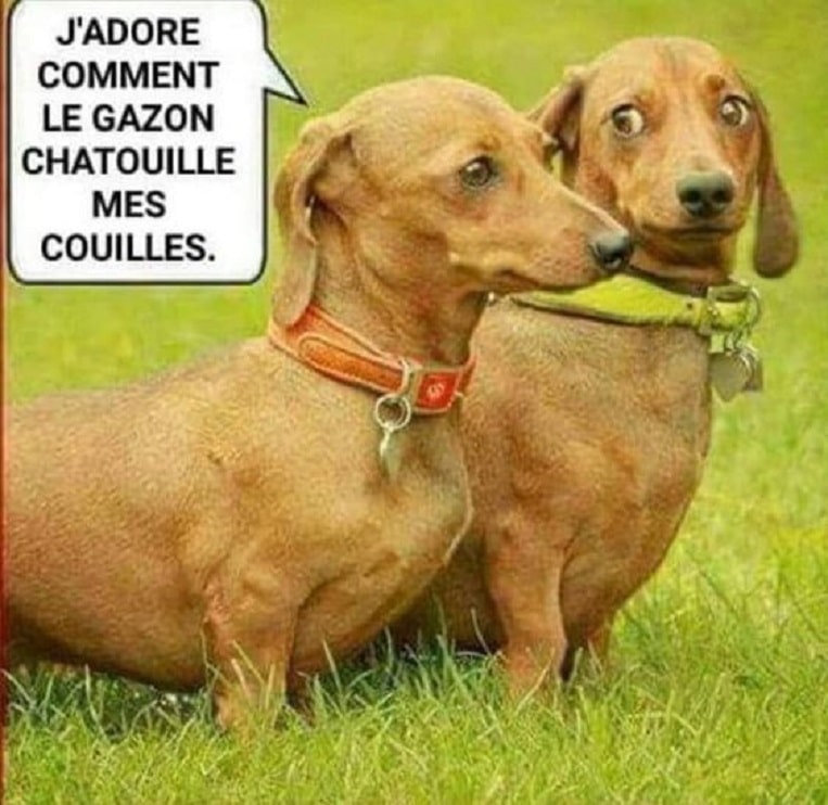 J Adore Comment Le Gazon Chatouille Mes Couilles Humour France Fr
