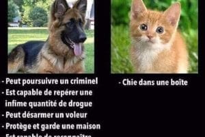 La différence entre un chien et un chat.
