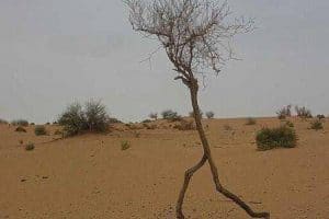 Le seul arbre fugitif au monde.